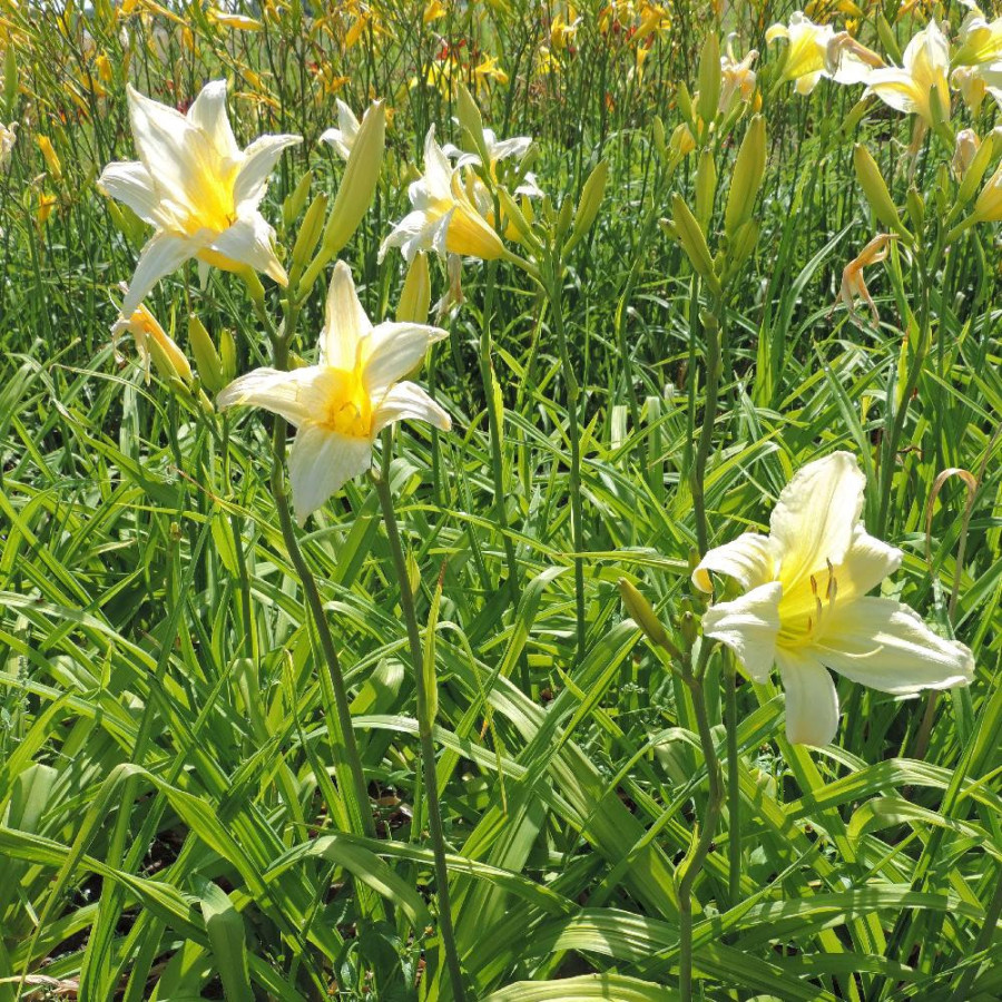 Plantes Vivaces HEMEROCALLIS 'Ice Carnival' - Hémérocalle en vente - Lis d'un jour en vente - Pépinière Lepage .