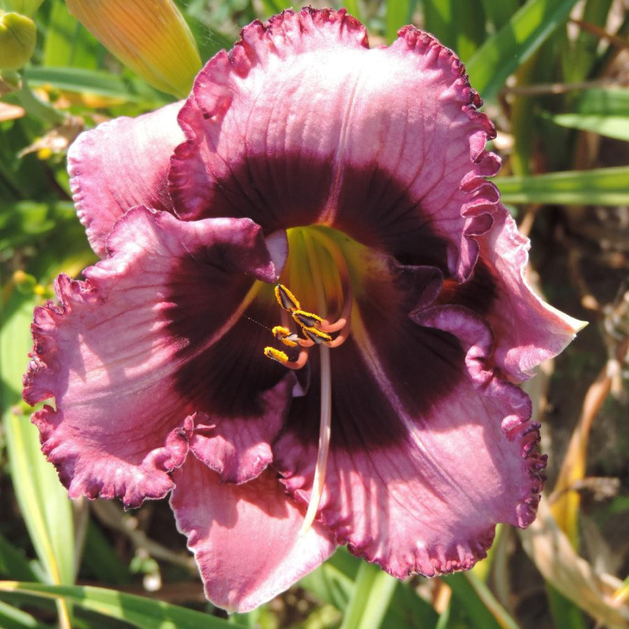Plantes Vivaces HEMEROCALLIS 'Macbeth' - Hémérocalle en vente - Pépinière Lepage .
