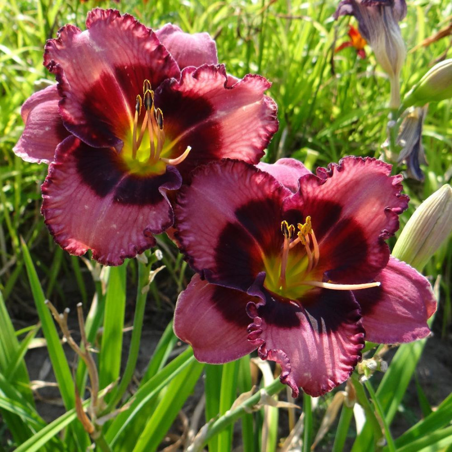 Plantes Vivaces HEMEROCALLIS 'Macbeth' - Hémérocalle en vente - Pépinière Lepage .