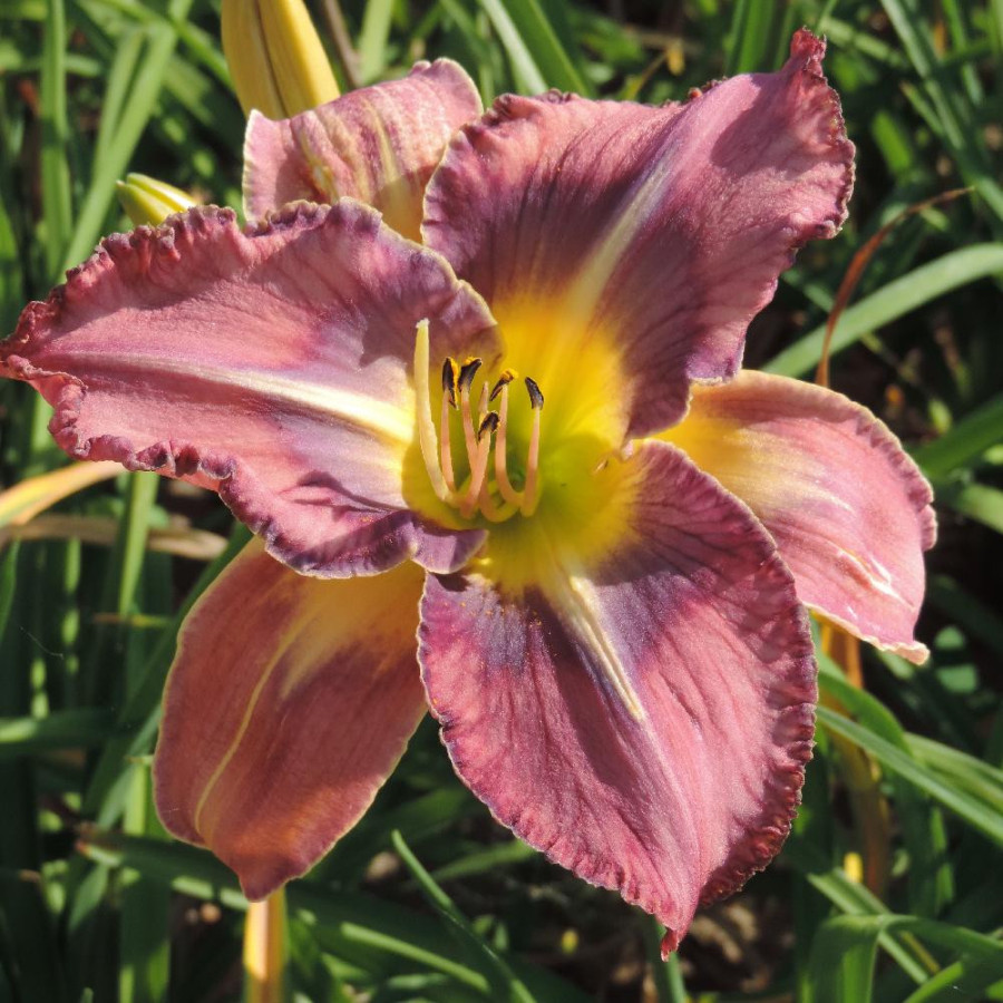 Plantes Vivaces HEMEROCALLIS 'Mildred Mitchell' - Hémérocalle en vente - Lis d'un jour en vente - Pépinière Lepage .