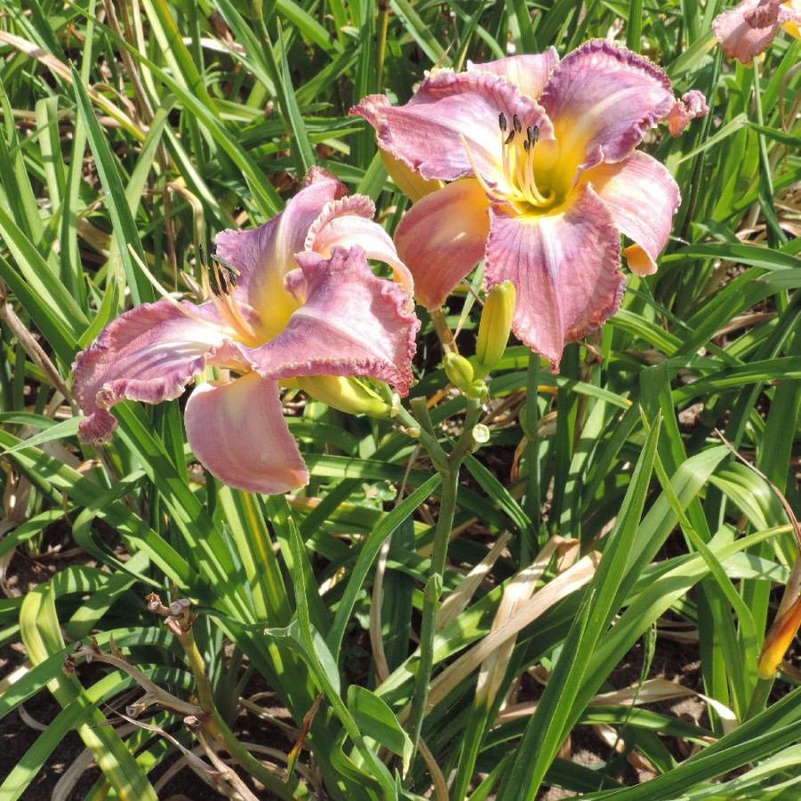 Plantes Vivaces HEMEROCALLIS 'Mildred Mitchell' - Hémérocalle en vente - Lis d'un jour en vente - Pépinière Lepage .
