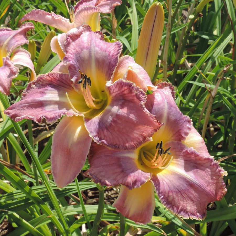 Plantes Vivaces HEMEROCALLIS 'Mildred Mitchell' - Hémérocalle en vente - Lis d'un jour en vente - Pépinière Lepage .