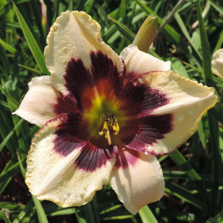 Plantes Vivaces HEMEROCALLIS 'Moonlit Masquerade' - Hémérocalle en vente - Lis d'un jour en vente - Pépinière Lepage .