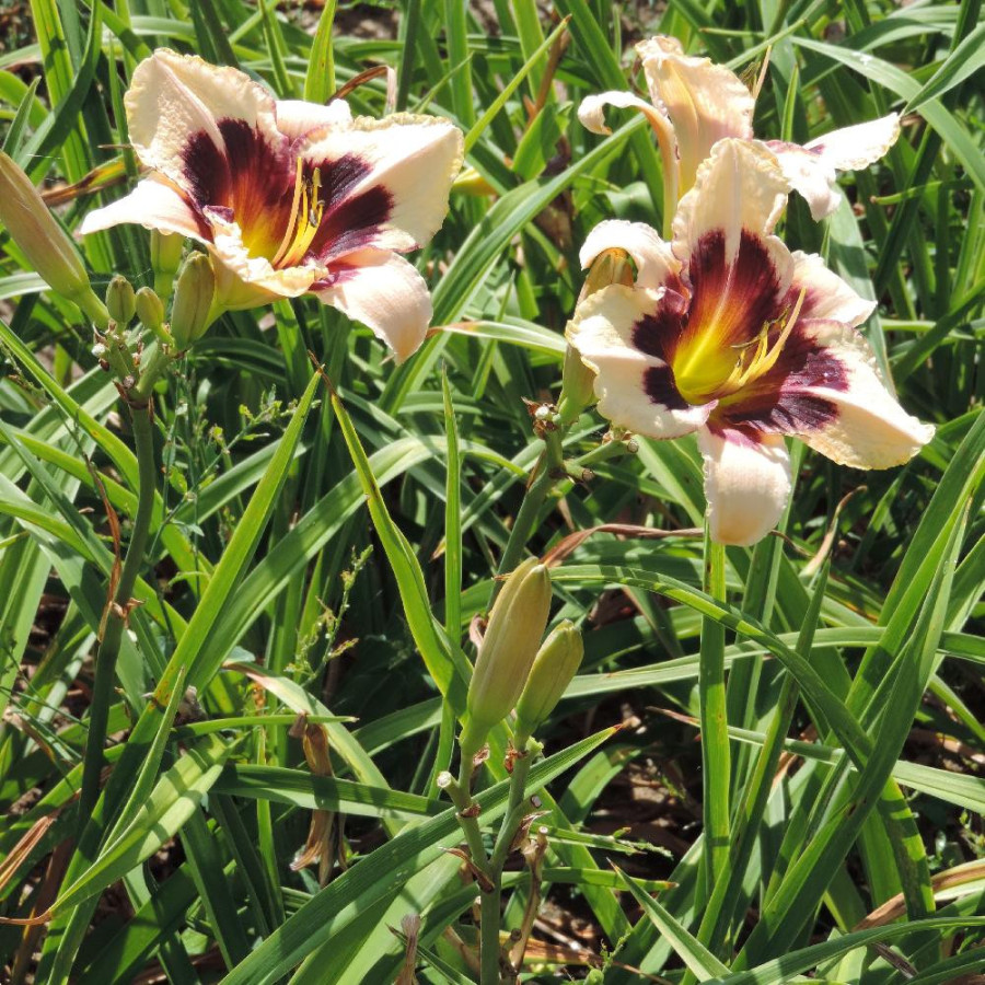 Plantes Vivaces HEMEROCALLIS 'Moonlit Masquerade' - Hémérocalle en vente - Lis d'un jour en vente - Pépinière Lepage .