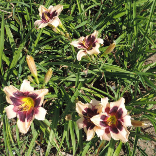 Plantes Vivaces HEMEROCALLIS 'Moonlit Masquerade' - Hémérocalle en vente - Lis d'un jour en vente - Pépinière Lepage .