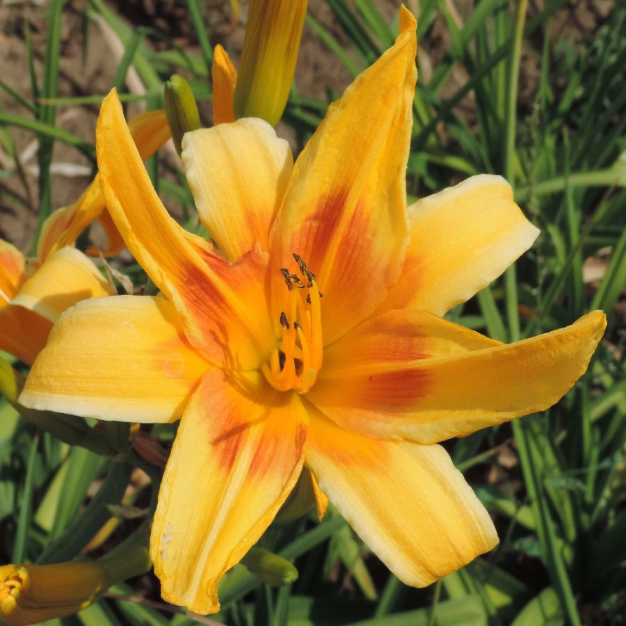 Plantes Vivaces HEMEROCALLIS 'Nashville' - Hémérocalle en vente - Lis d'un jour en vente - Pépinière Lepage .