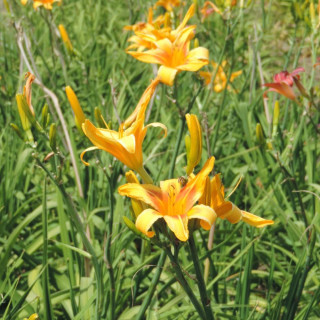 Plantes Vivaces HEMEROCALLIS 'Nashville' - Hémérocalle en vente - Lis d'un jour en vente - Pépinière Lepage .