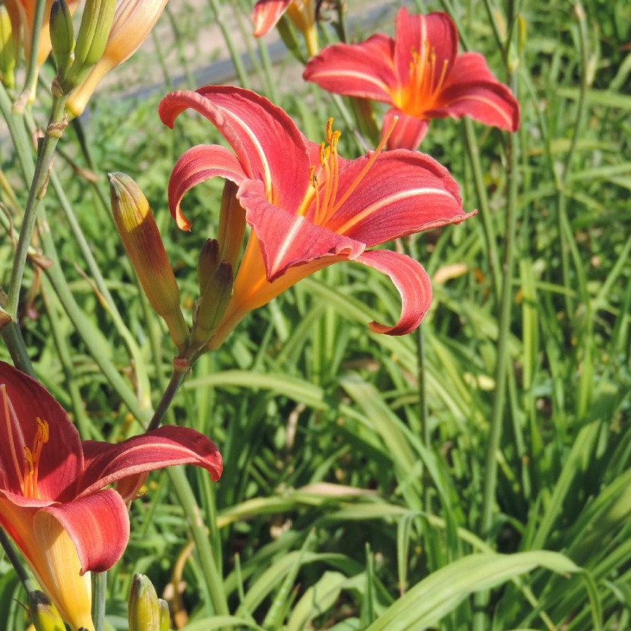 Plantes Vivaces HEMEROCALLIS 'Neyron Rose' - Hémérocalle en vente - Lis d'un jour en vente - Pépinière Lepage .