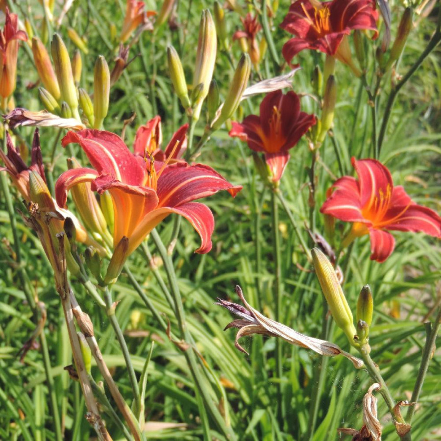 Plantes Vivaces HEMEROCALLIS 'Neyron Rose' - Hémérocalle en vente - Lis d'un jour en vente - Pépinière Lepage .