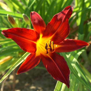 plantes-vivaces-hemerocallis-papoose-hemerocalle-en-vente-lis-d-un-jour-en-vente-pepiniere-lepage-