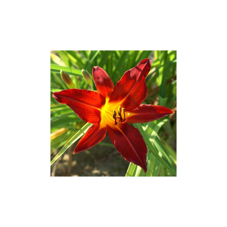plantes-vivaces-hemerocallis-papoose-hemerocalle-en-vente-lis-d-un-jour-en-vente-pepiniere-lepage-