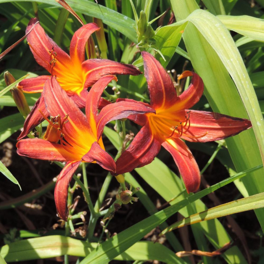 plantes-vivaces-hemerocallis-papoose-hemerocalle-en-vente-lis-d-un-jour-en-vente-pepiniere-lepage-