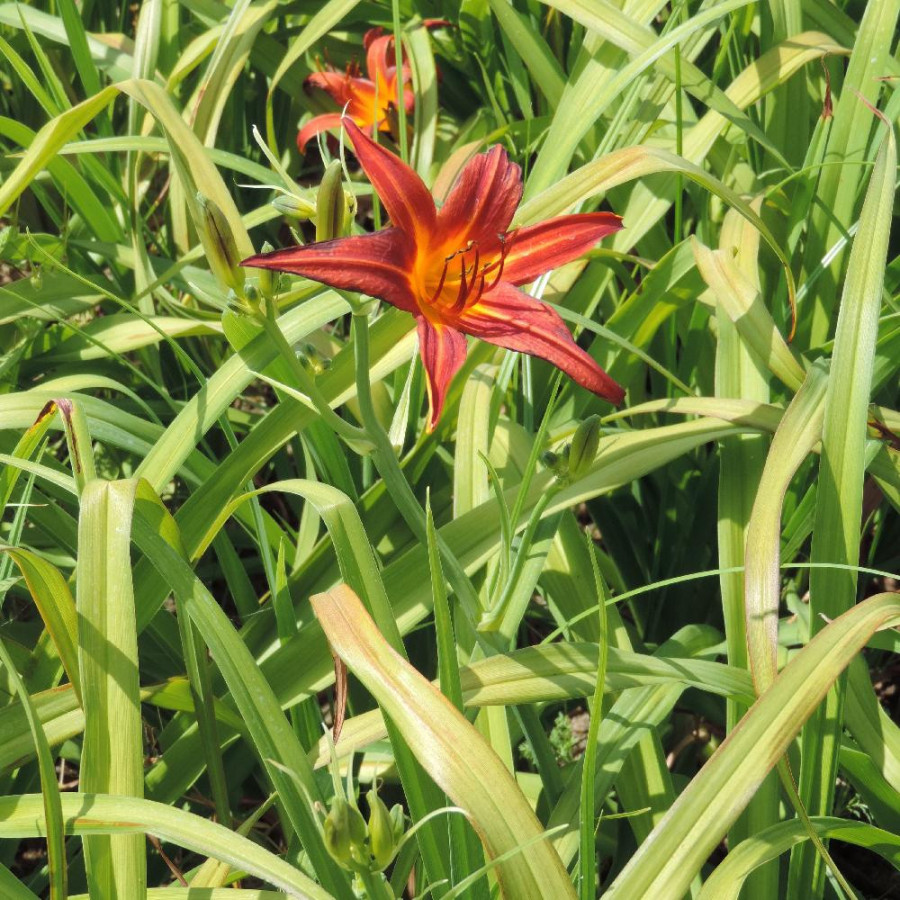 plantes-vivaces-hemerocallis-papoose-hemerocalle-en-vente-lis-d-un-jour-en-vente-pepiniere-lepage-