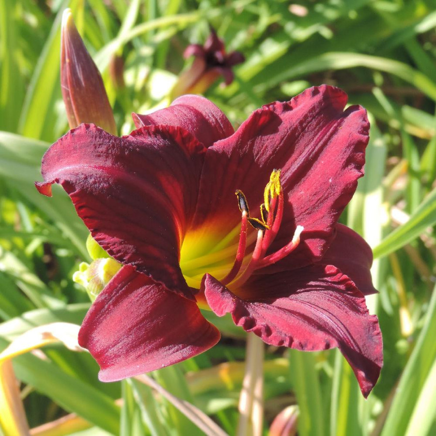 Plantes Vivaces HEMEROCALLIS 'Pardon Me' - Hémérocalle en vente - Lis d'un jour en vente - Pépinière Lepage .