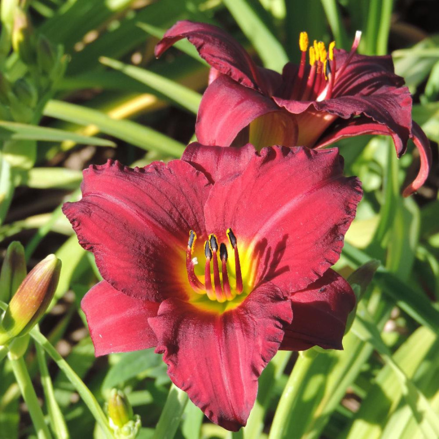 Plantes Vivaces HEMEROCALLIS 'Pardon Me' - Hémérocalle en vente - Lis d'un jour en vente - Pépinière Lepage .