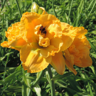 Plantes Vivaces HEMEROCALLIS 'Patricia' - Hémérocalle en vente - Lis d'un jour en vente - Pépinière Lepage .