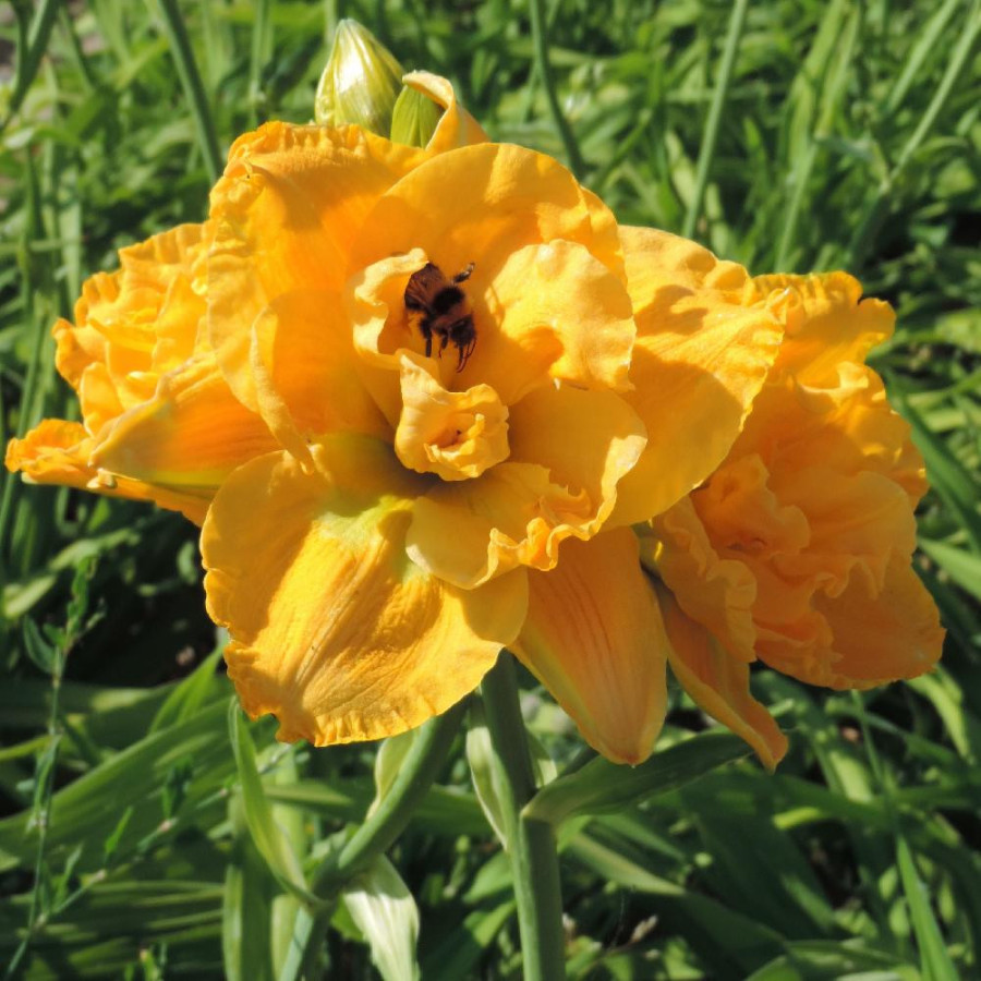 Plantes Vivaces HEMEROCALLIS 'Patricia' - Hémérocalle en vente - Lis d'un jour en vente - Pépinière Lepage .