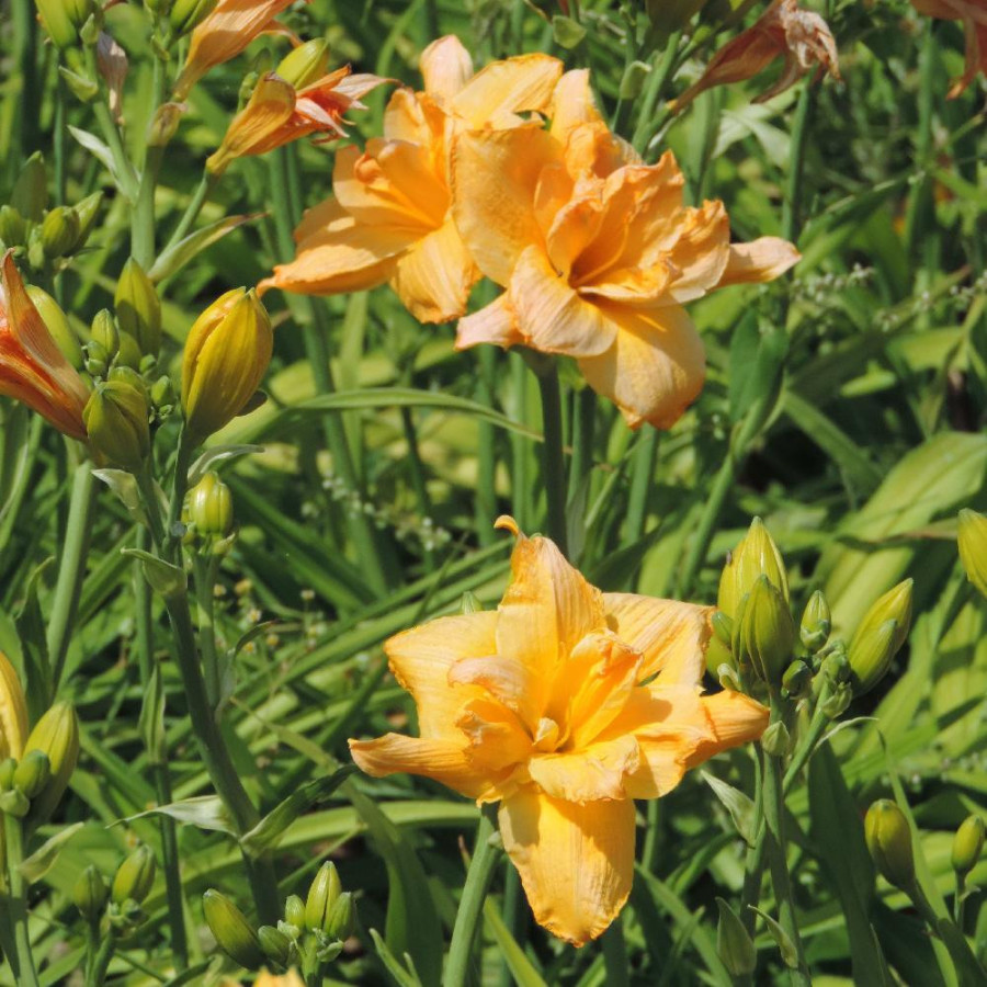Plantes Vivaces HEMEROCALLIS 'Patricia' - Hémérocalle en vente - Lis d'un jour en vente - Pépinière Lepage .