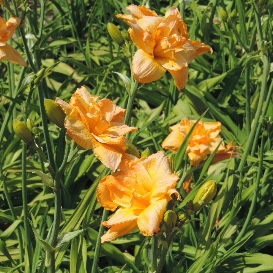 Plantes Vivaces HEMEROCALLIS 'Patricia' - Hémérocalle en vente - Lis d'un jour en vente - Pépinière Lepage .