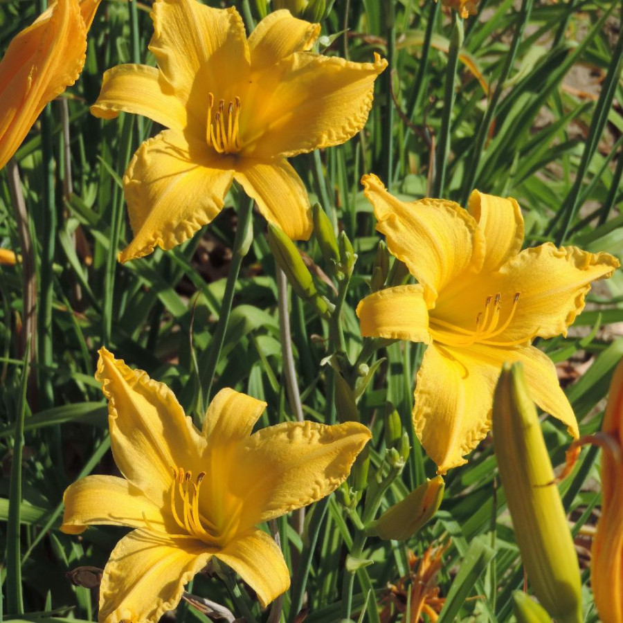 Plantes Vivaces HEMEROCALLIS 'President Rice' - Hémérocalle en vente - Lis d'un jour en vente - Pépinière Lepage .