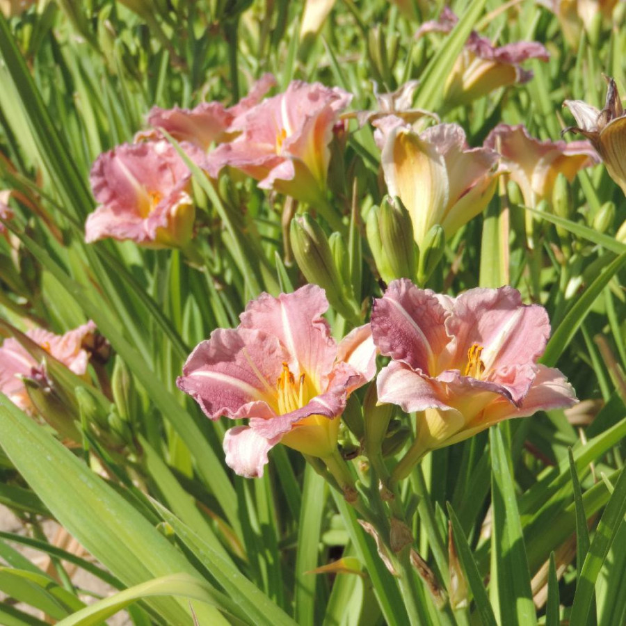Plantes Vivaces HEMEROCALLIS 'Romantic Rose' - Hémérocalle en vente - Lis d'un jour en vente - Pépinière Lepage .