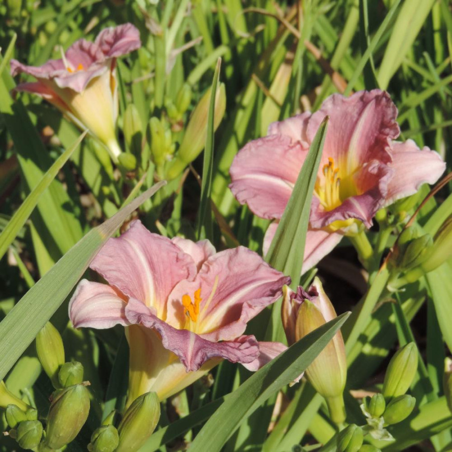 Plantes Vivaces HEMEROCALLIS 'Romantic Rose' - Hémérocalle en vente - Lis d'un jour en vente - Pépinière Lepage .