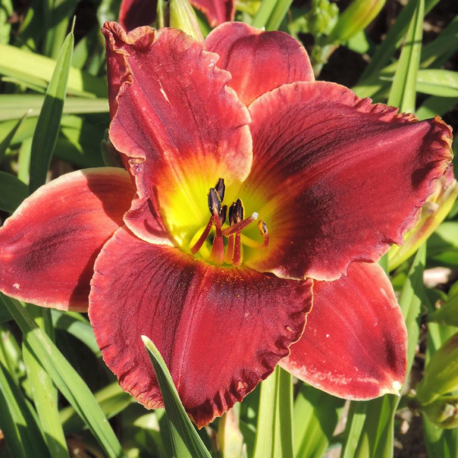 Plantes Vivaces HEMEROCALLIS 'Roses in Snow' - Hémérocalle en vente - Lis d'un jour en vente - Pépinière Lepage .