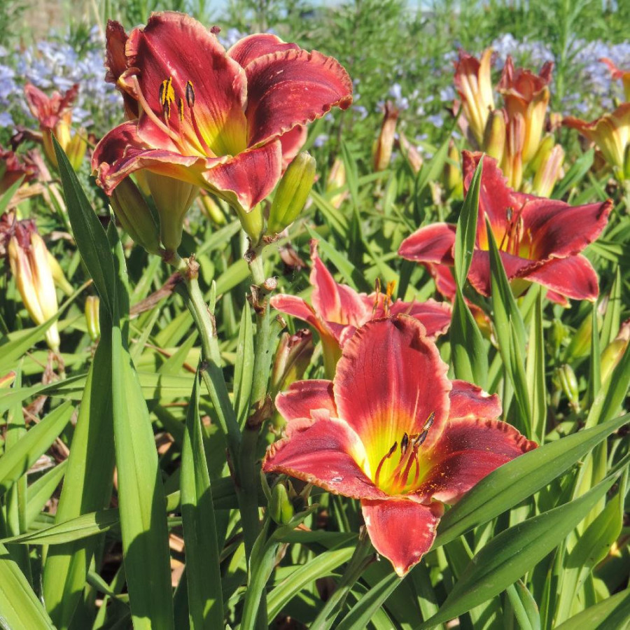 Plantes Vivaces HEMEROCALLIS 'Roses in Snow' - Hémérocalle en vente - Lis d'un jour en vente - Pépinière Lepage .