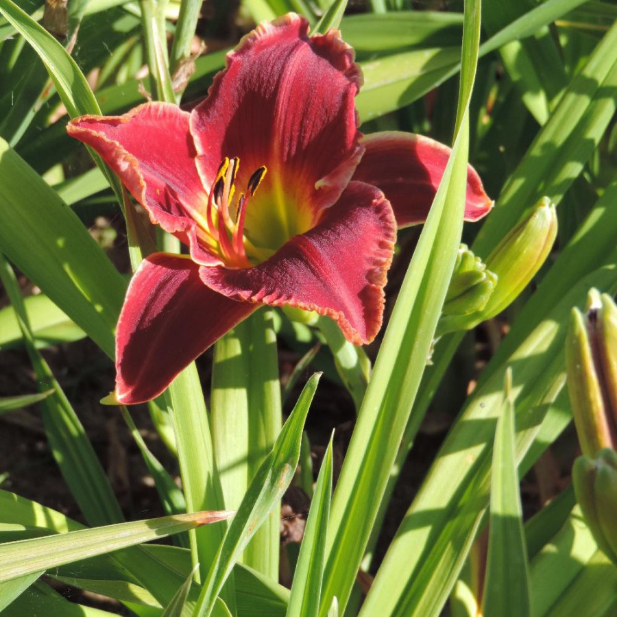Plantes Vivaces HEMEROCALLIS 'Roses in Snow' - Hémérocalle en vente - Lis d'un jour en vente - Pépinière Lepage .