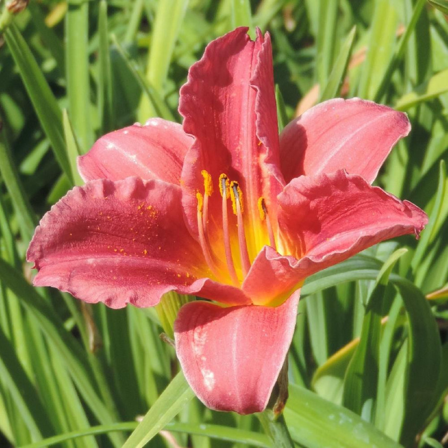 Plantes Vivaces HEMEROCALLIS 'Rosy Returns' - Hémérocalle en vente - Lis d'un jour en vente - Pépinière Lepage .