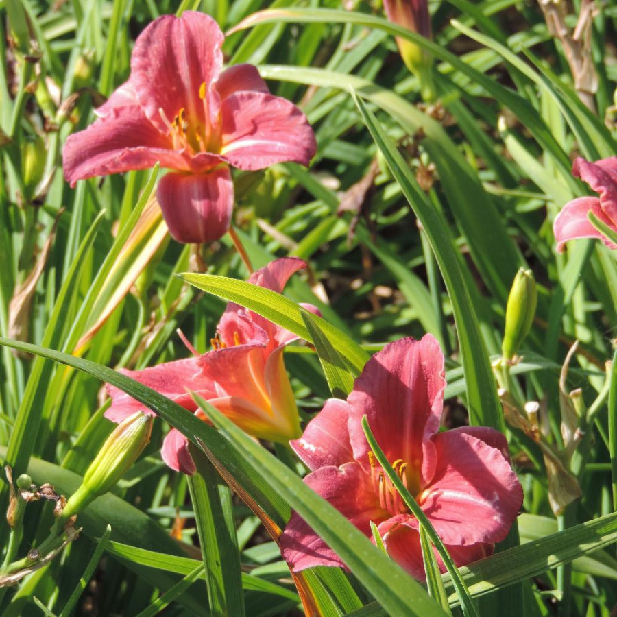 Plantes Vivaces HEMEROCALLIS 'Rosy Returns' - Hémérocalle en vente - Lis d'un jour en vente - Pépinière Lepage .