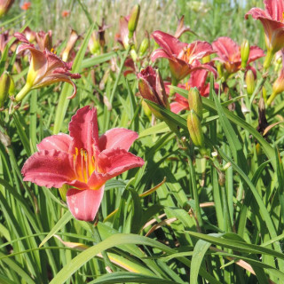 Plantes Vivaces HEMEROCALLIS 'Rosy Returns' - Hémérocalle en vente - Lis d'un jour en vente - Pépinière Lepage .