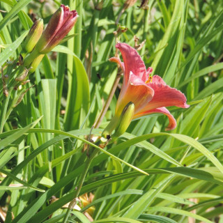Plantes Vivaces HEMEROCALLIS 'Rosy Returns' - Hémérocalle en vente - Lis d'un jour en vente - Pépinière Lepage .