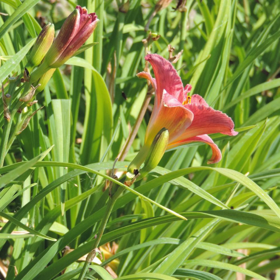 Plantes Vivaces HEMEROCALLIS 'Rosy Returns' - Hémérocalle en vente - Lis d'un jour en vente - Pépinière Lepage .