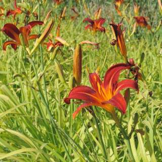 Plantes Vivaces HEMEROCALLIS 'Sammy Russell' - Hémérocalle en vente - Lis d'un jour en vente - Pépinière Lepage .