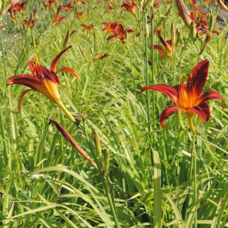 Plantes Vivaces HEMEROCALLIS 'Sammy Russell' - Hémérocalle en vente - Lis d'un jour en vente - Pépinière Lepage .
