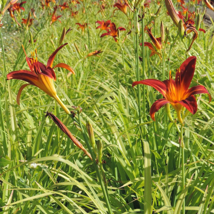 Plantes Vivaces HEMEROCALLIS 'Sammy Russell' - Hémérocalle en vente - Lis d'un jour en vente - Pépinière Lepage .