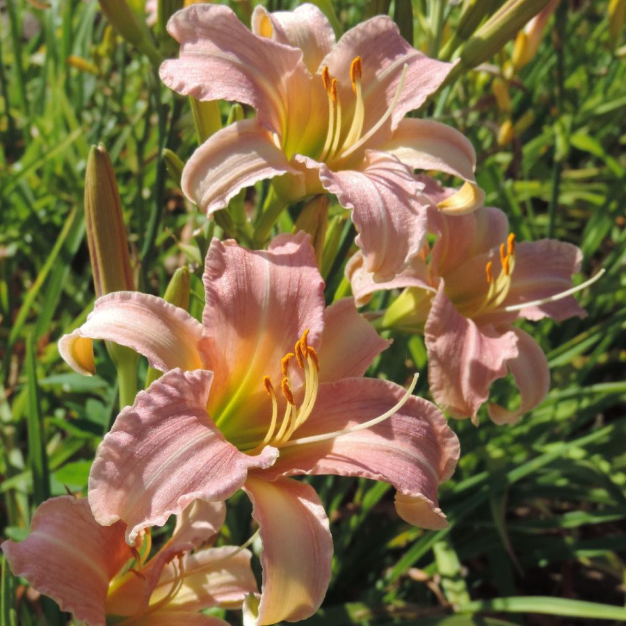 Plantes Vivaces HEMEROCALLIS 'See Here' - Hémérocalle en vente - Lis d'un jour en vente - Pépinière Lepage .