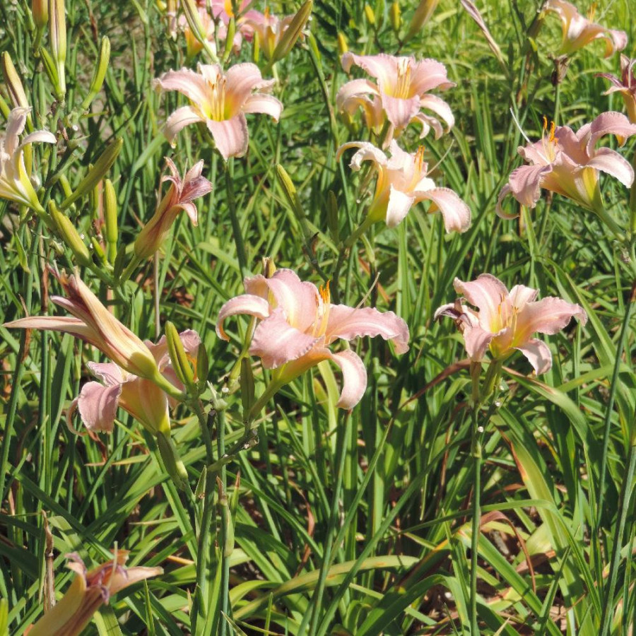 Plantes Vivaces HEMEROCALLIS 'See Here' - Hémérocalle en vente - Lis d'un jour en vente - Pépinière Lepage .