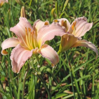 Plantes Vivaces HEMEROCALLIS 'See Here' - Hémérocalle en vente - Lis d'un jour en vente - Pépinière Lepage .