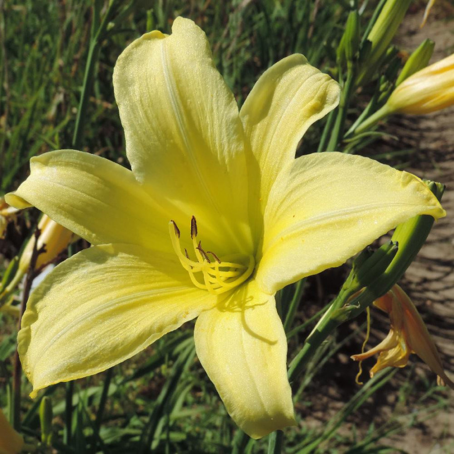 plantes-vivaces-hemerocallis-shooting-star-hemerocalle-en-vente-lis-d-un-jour-en-vente-pepiniere-lepage-