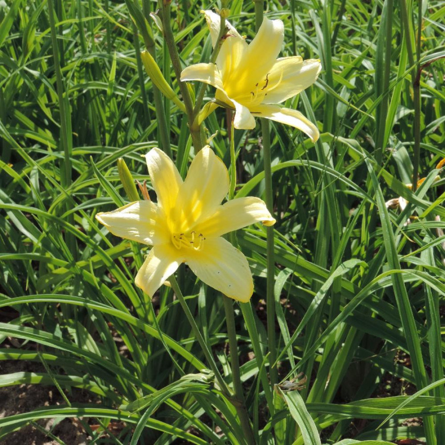 plantes-vivaces-hemerocallis-shooting-star-hemerocalle-en-vente-lis-d-un-jour-en-vente-pepiniere-lepage-