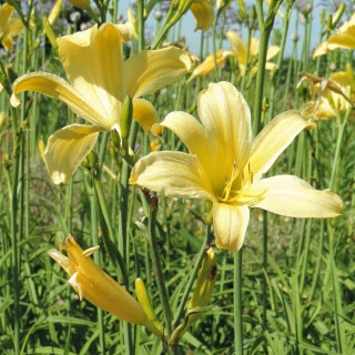 plantes-vivaces-hemerocallis-shooting-star-hemerocalle-en-vente-lis-d-un-jour-en-vente-pepiniere-lepage-