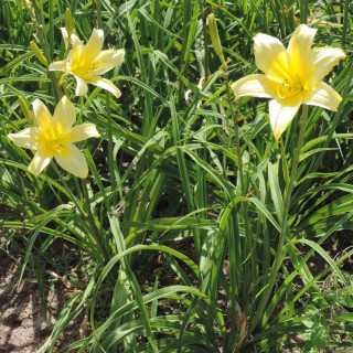 plantes-vivaces-hemerocallis-shooting-star-hemerocalle-en-vente-lis-d-un-jour-en-vente-pepiniere-lepage-