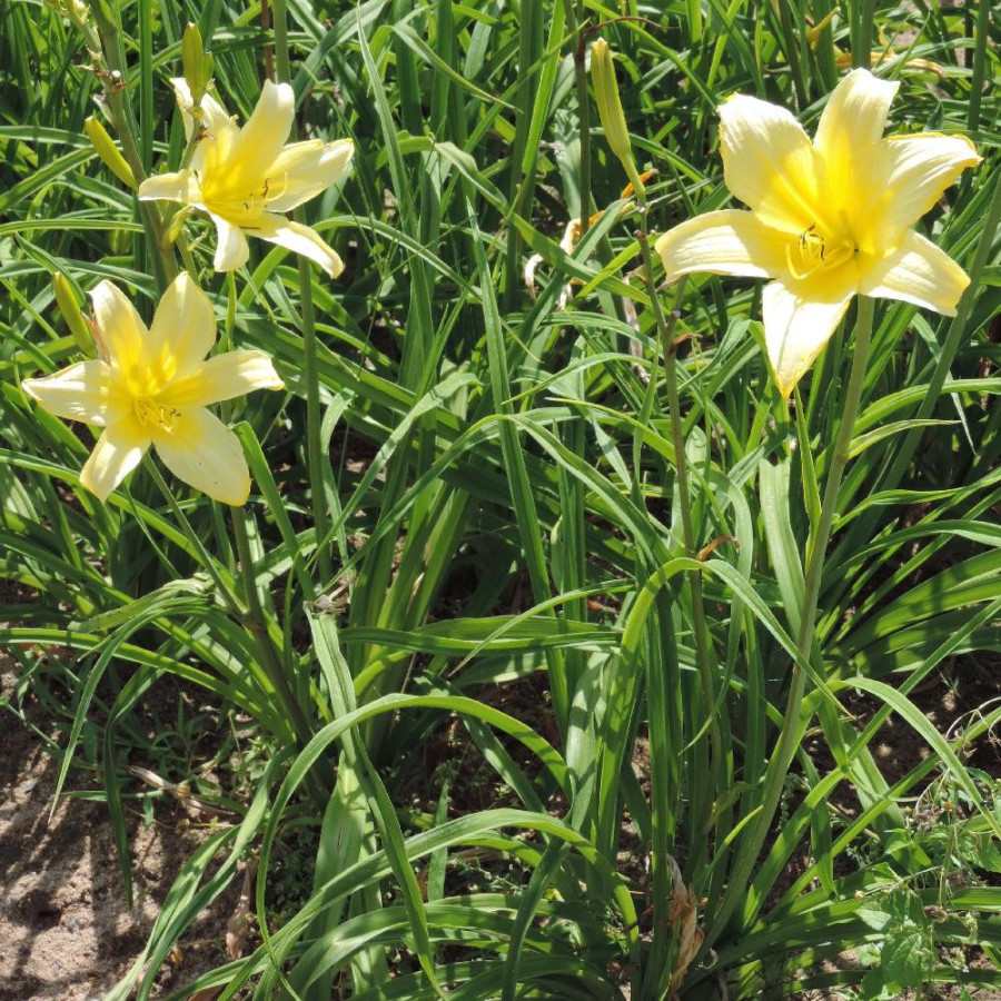 plantes-vivaces-hemerocallis-shooting-star-hemerocalle-en-vente-lis-d-un-jour-en-vente-pepiniere-lepage-
