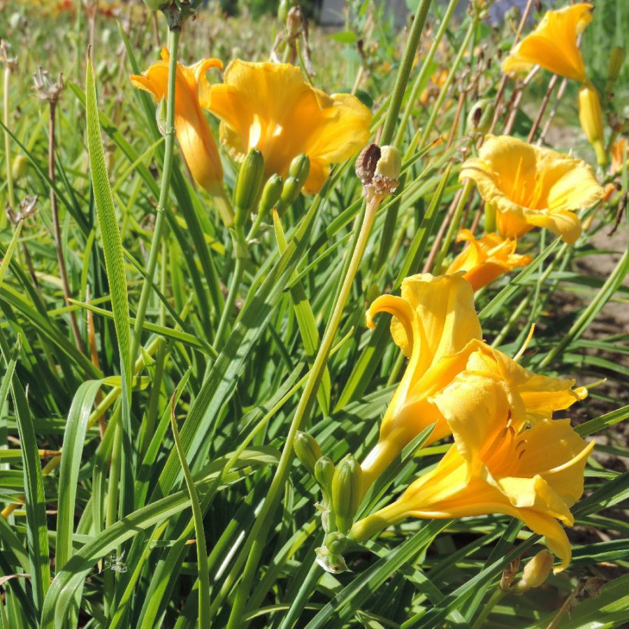 Plantes Vivaces HEMEROCALLIS 'Stella de Oro' - Hémérocalle en vente - Lis d'un jour en vente - Pépinière Lepage .