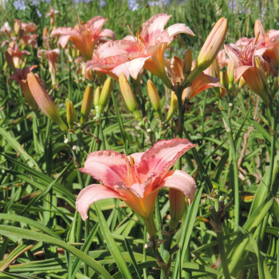 Plantes Vivaces HEMEROCALLIS 'Strawberry Fields Forever' - Hémérocalle en vente - Lis d'un jour en vente - Pépinière Lepage .