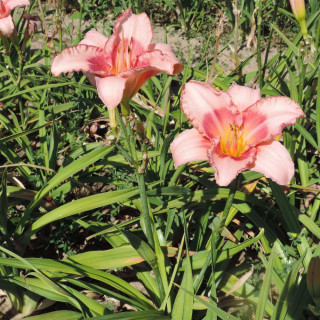 Plantes Vivaces HEMEROCALLIS 'Strawberry Fields Forever' - Hémérocalle en vente - Lis d'un jour en vente - Pépinière Lepage .