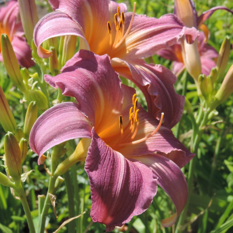 Plantes Vivaces HEMEROCALLIS 'Sugar Candy' - Hémérocalle en vente - Lis d'un jour en vente - Pépinière Lepage .
