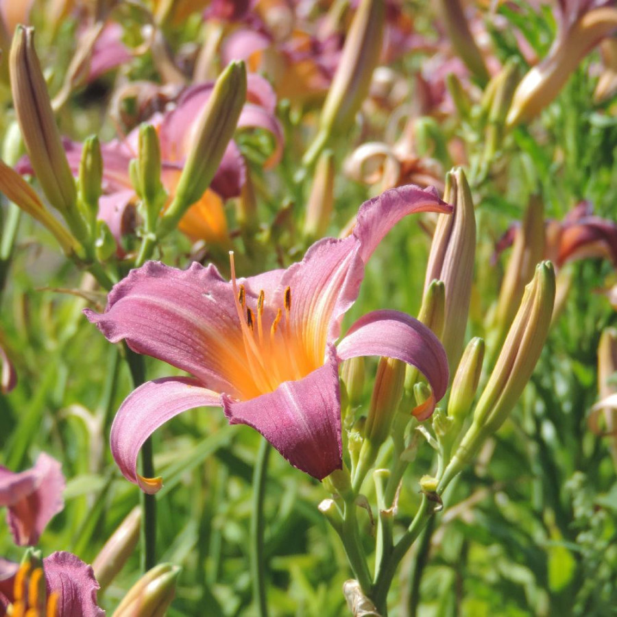 Plantes Vivaces HEMEROCALLIS 'Sugar Candy' - Hémérocalle en vente - Lis d'un jour en vente - Pépinière Lepage .
